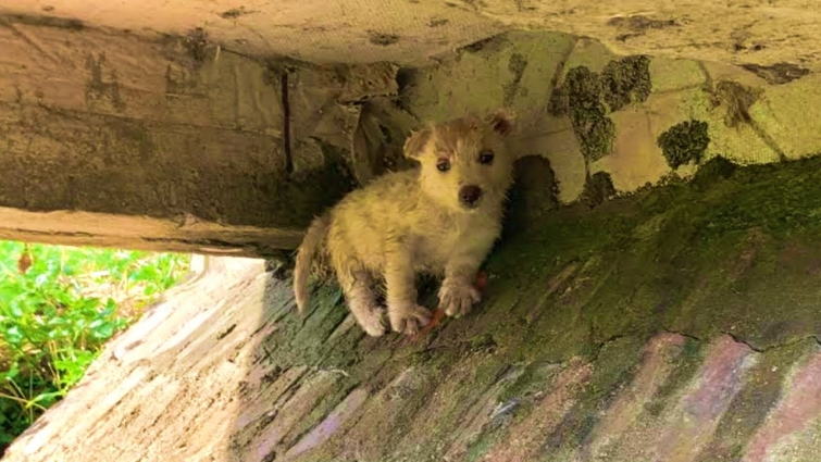 Rescue Little Puppy Trapped Under A Bridge After A Big Storm