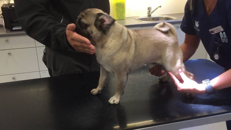 Ludvig at the veterinarian