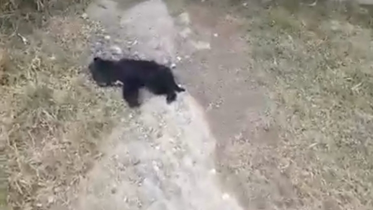 Rescue Malnourished Little Puppy Crying Beside Her Sister Body…