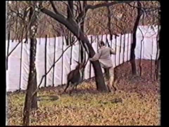 Sable antelope chasing wildlife veterinarian Dr JC Kriek from Mattanu
