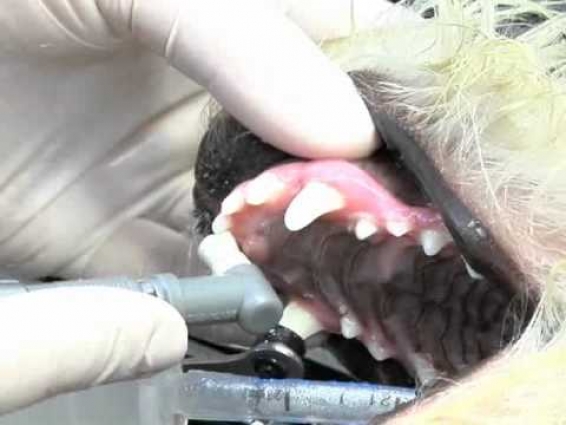 Haverford Animal Hospital, Veterinarian, Haverford, PA