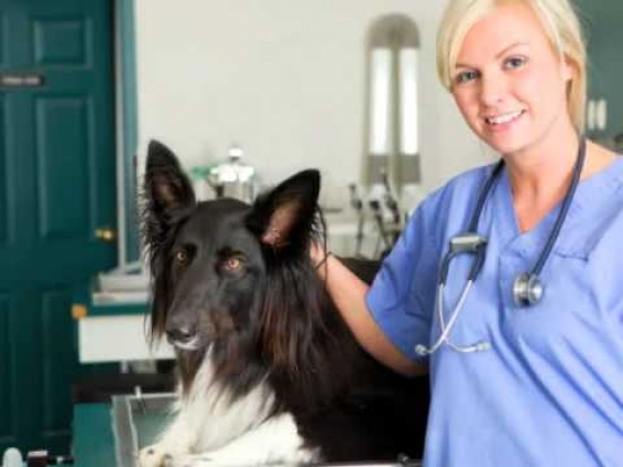 Alessandro Animal Hospital, veterinarian, vet,
