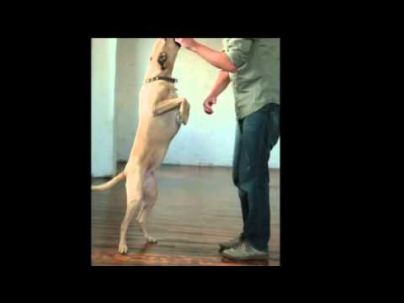 Video 32 Dog Physical Therapy Sit to Stand