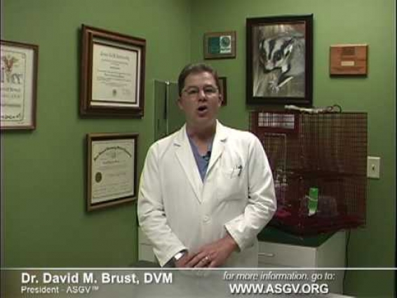 Sugar Gliders As Pets:  Vets Explain DANGERS of Internet Chatrooms and Websites