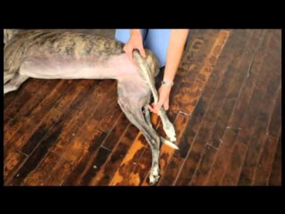 Video 12 Dog Physical Therapy Hip Internal and External Rotation