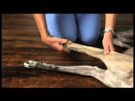 Video 6 Dog Physical Therapy Forelimb Pronation and Supination