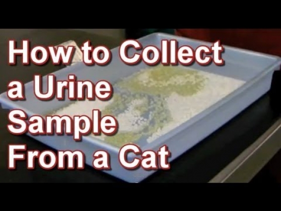 How to Collect a Urine Sample From a Cat – Tai Wai Small Animal & Exotic Veterinary Hospital