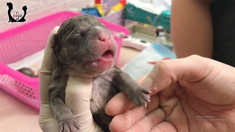 Revive a Cutest Baby Newborn Puppy – Baby puppy howling loudly asking to be survived!