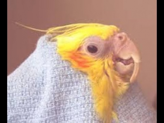 Budgies Philippines Bird Health and Grooming your birds nails and Beak Videos HD #budgiesphilippines
