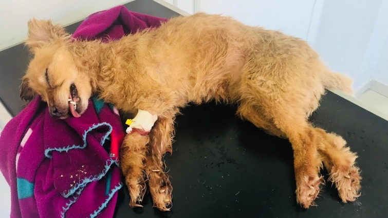 Rescue Poor Dog Diagnosed with a serious Disease because Bite of TICKS | Heartbreaking Story