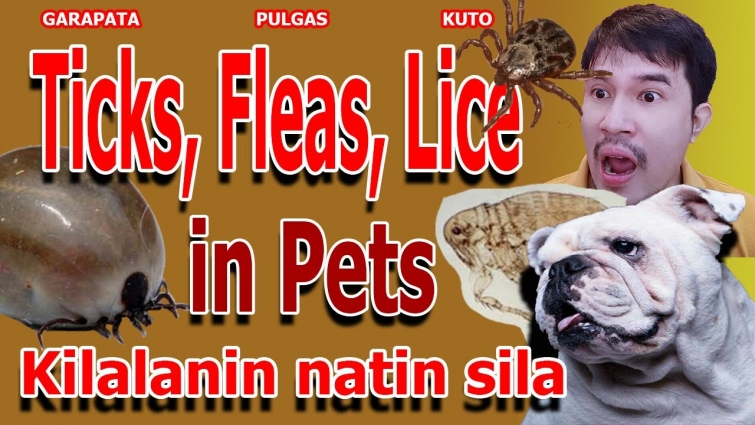 Ticks, Fleas, Lice in Pets | Master Vet