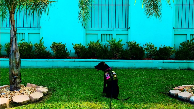 My Dog’s Morning Routine | Labrador Morning Routine 2020