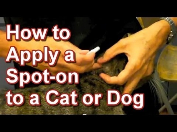 How to Apply Worming & Flea Spot-on to a Cat or Dog – Tai Wai Veterinary Hospital