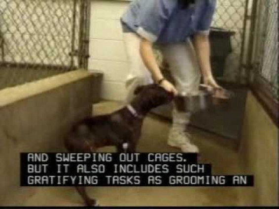 Veterinary Assistant Careers Overview