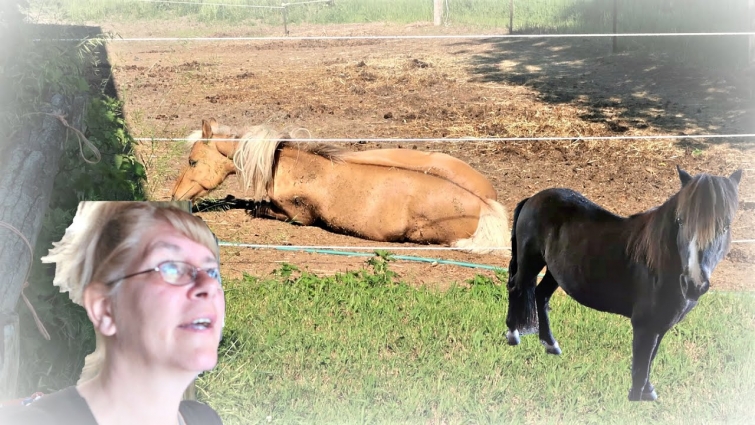 I'M AFRAID OUR VET WON'T BE HAPPY ABOUT THIS Day 173 (06/20/20)