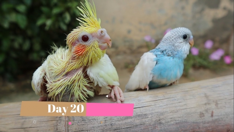 Cockatiel Chick Growth || Baby Cockatiels 30 days || Moazzam Ali