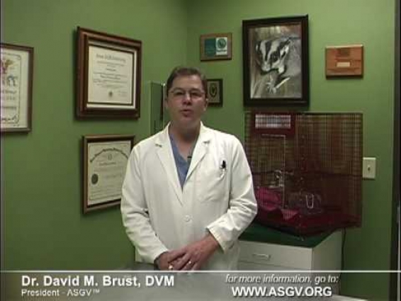 Sugar Glider Vets explain how to BUY right.