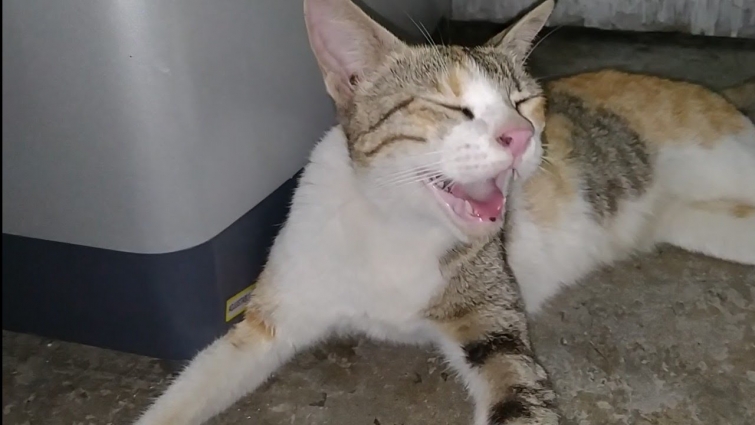 Feral Cat Attacked Pet Cat ( Hope Is Shaking With Fear )