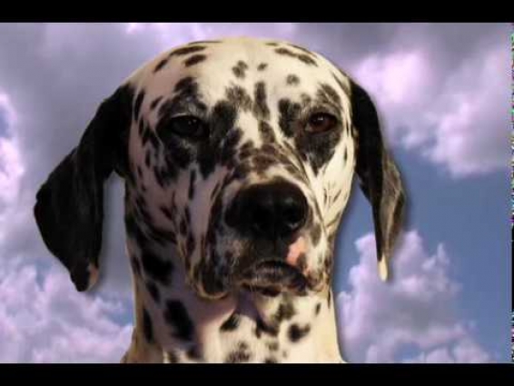 Veterinarian | NetBiz Stock Video