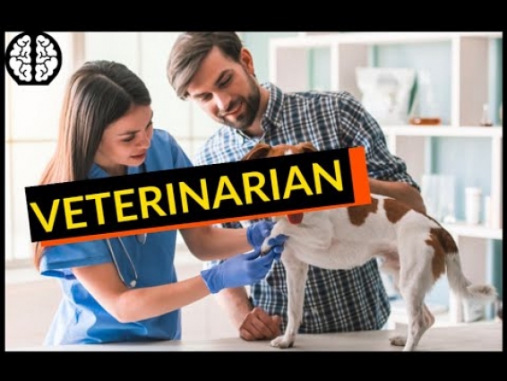 Beginner's Guide to Veterinarian: Salary, job, skills (Simple)