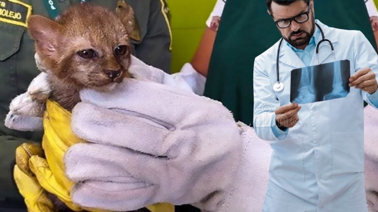 Pet Kitten Won’t Stop Growing, Vet Looks Closely At X Ray And Sees Why