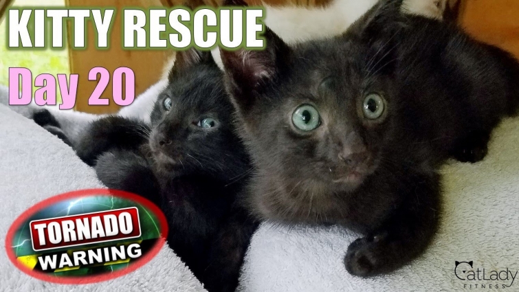 Kitty Rescue: DAY 20 (tornado warning with foster kittens!) 🙀🌪