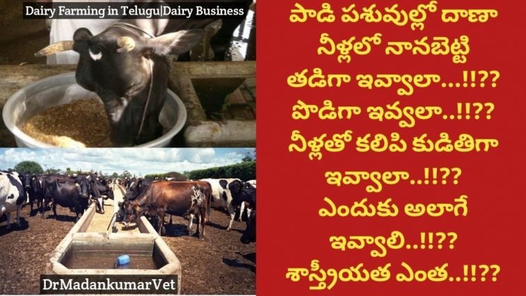 Feeding Concentrate Feed as Mixing in Water, Dry or Wet for more Milk in Cows | Dr. Madankumar Vet