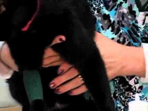 Jason Bollenbeck DVM, veterinarian, animal hospital, Leesburg, VA