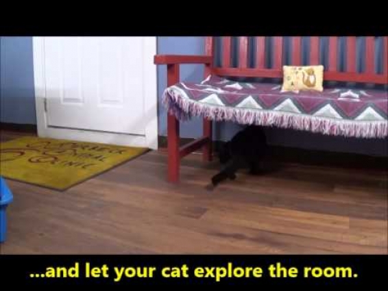 A Visit To The Veterinarian (Cat)