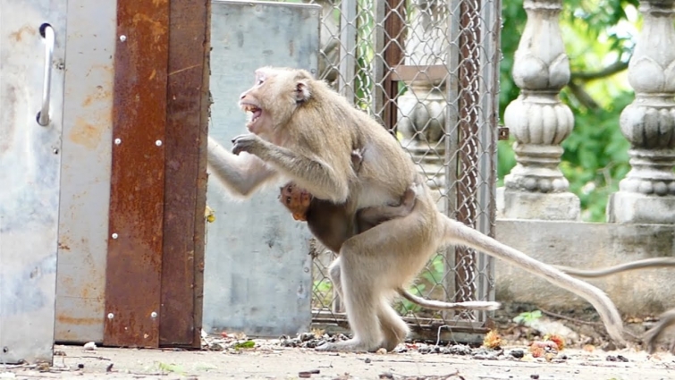 Tears drop  ! Teva crying regrets her daughter Vanila was trapped to relocate Teva crying so much