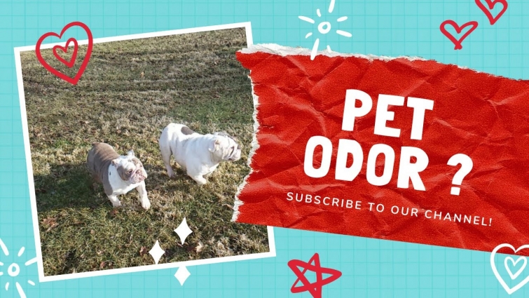 Pet odor – How to control the stink !