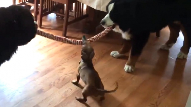 Tiny puppy confidently beats two giant dogs at tug-of-war