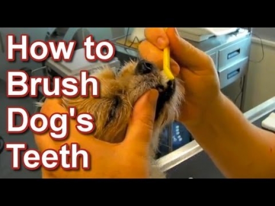 How to Brush Dog's Teeth – Tai Wai Small Animal & Exotic Veterinary Hospital