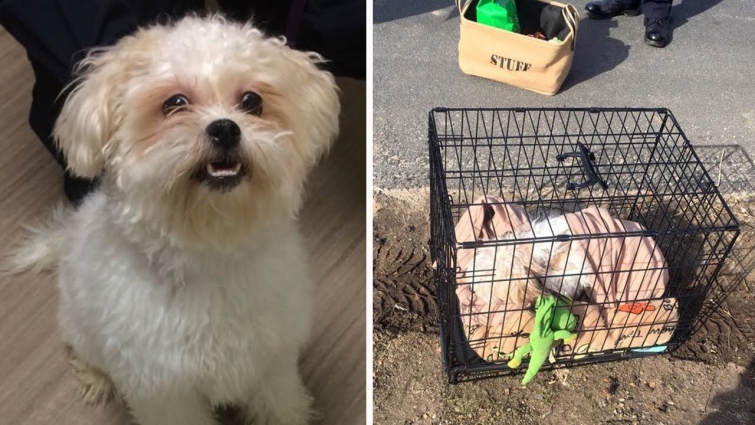 Crying Dog Is Abandoned On The Sidewalk Gets The Best Surprise Of His Life