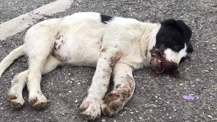 Rescue Poor Puppy was Hit Lying on the Road Bleeding, Suffered Pains And Waiting for Death