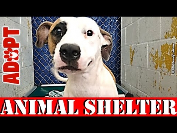 Dogs in Animal Shelter Walkthrough Video 2020