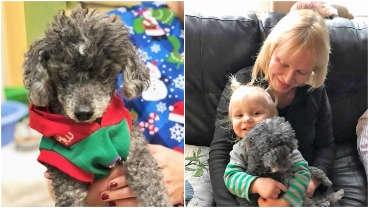 Owner  told vet staff to put this senior dog down, but the vet staff refused