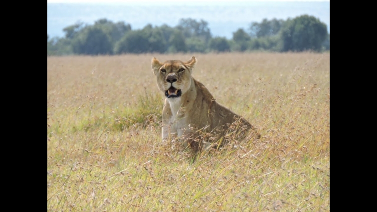 vet trip/game drive ol pejeta nanyuki/shmateo mmeru