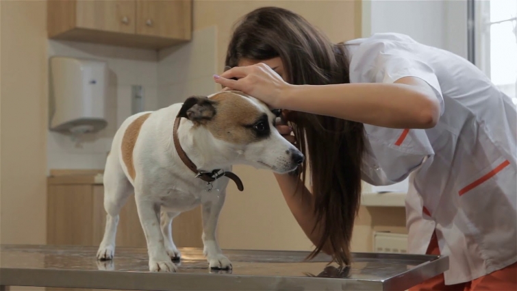 female veterinarian using medical tool to check up the dogs ears