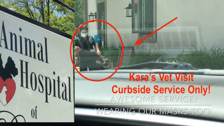 Our Dog's Vet Visit during Pandemic – Sidewalk Drop off only Animal Hospital Wellness Check