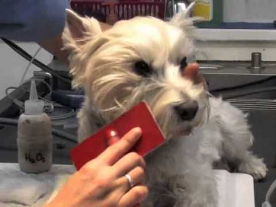 Raymond Avenue Veterinary Hospital, vet, veterinarian, Pasadena, CA