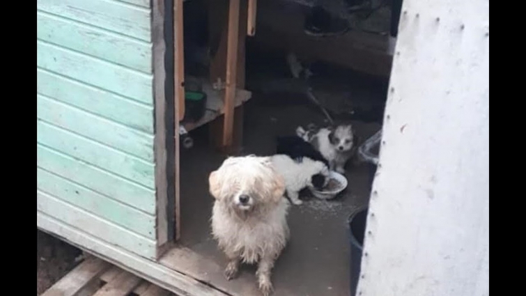 Rescue a dog family imprisoned in the toilet, dirty and hungry