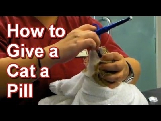 How to Give a Cat a Pill by Hand & Using a Pet Piller – Tai Wai Small Animal & Exotic Hospital