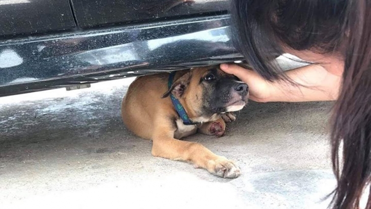 Rescue Poor Puppy Meet Accident, Crushed Legs, Lying Scared Trembling Under The Car