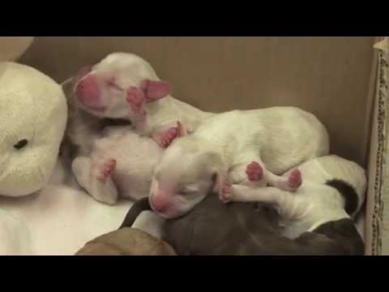 Responsible breeding