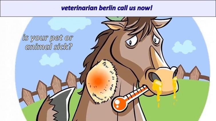 Veterinarian berlin | Veterinary Clinic in berlin germany | call now