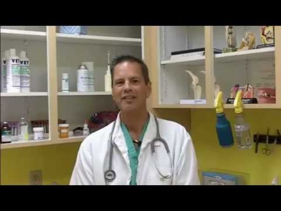 Veterinarian Indian Rocks Beach FL – Dr Al Paredes – Sun-Surf Animal Hospital – (727) 202-3321