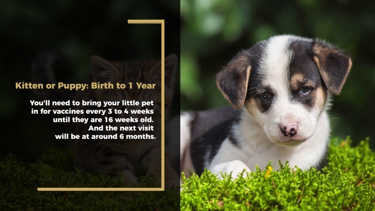 How Often Should Your Pet See a Veterinarian