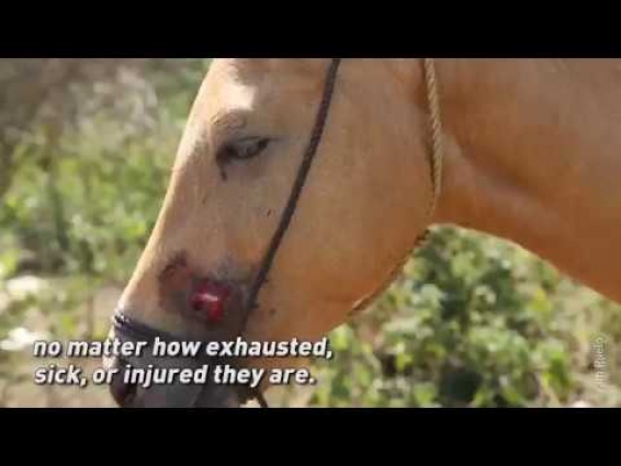 Hundreds of Overworked Horses in the Philippines Have Never Seen a Veterinarian—Until Now