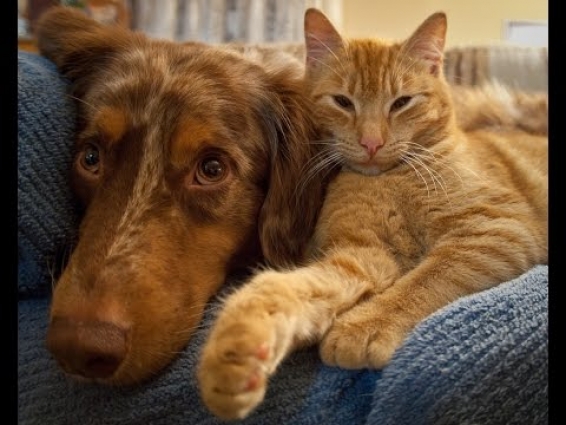 Westside Veterinary Hospital – Best Veterinarian in Spartanburg SC